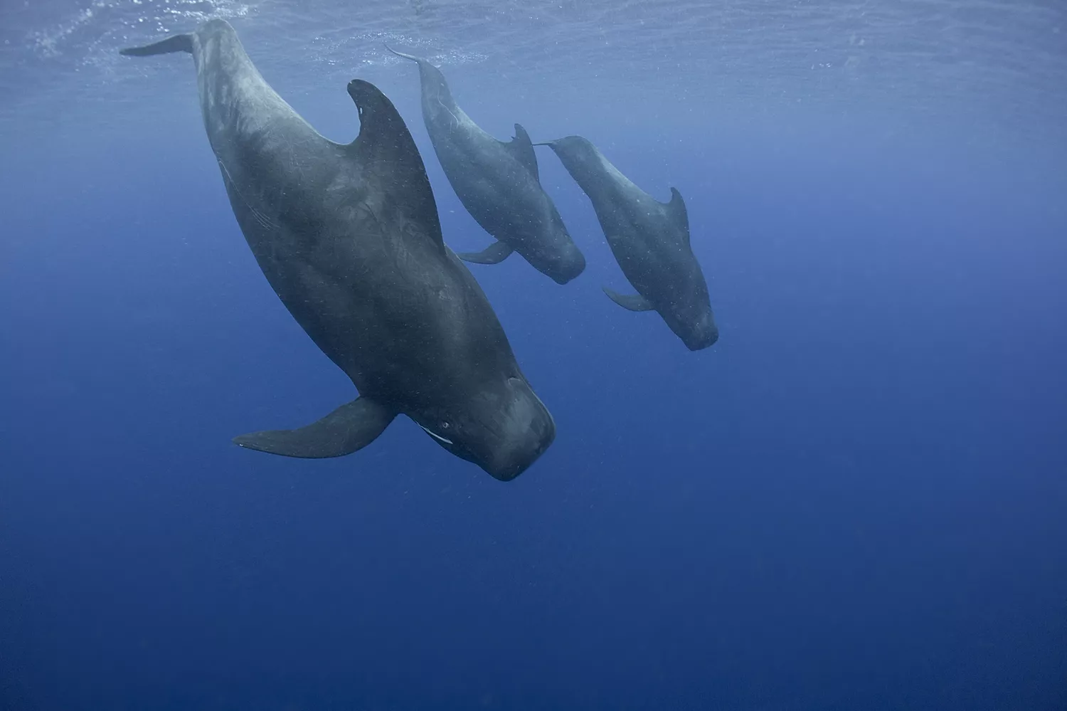 Whale Sightseeing in Tenerife: A Majestic Marine Adventure