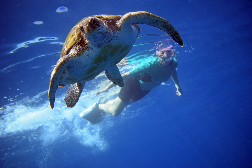 Kayak & Snorkeling with Turtles: A Two-Hour Aquatic Adventure in Tenerife